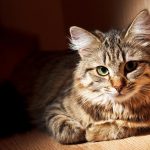 Katze schaut aus dem Schatten heraus
