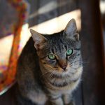 Katze unter einem Stuhl