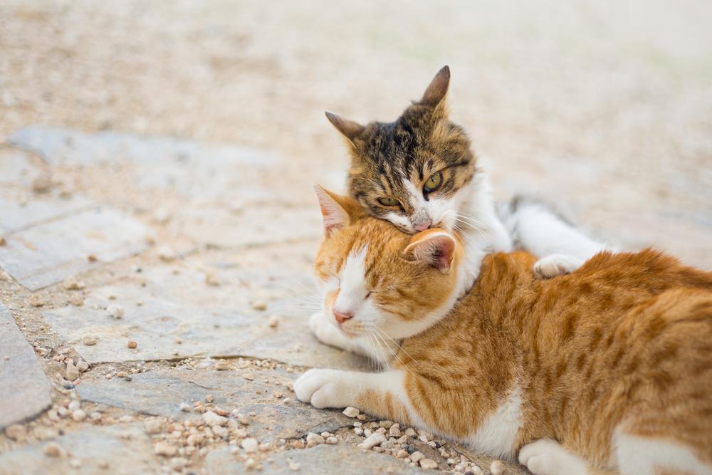 Cat on Cape Greco