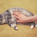 katze-bauchweh