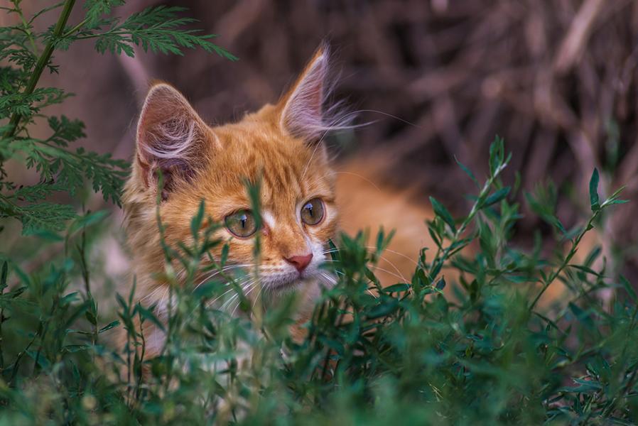 Rote Katze mit grünen Augen im Gras