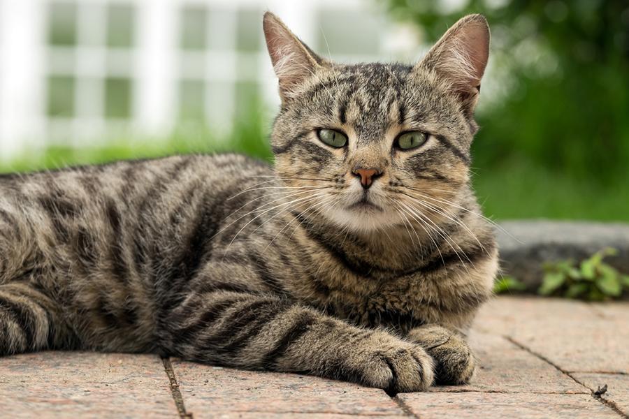 Katze liegt auf einer Terrasse