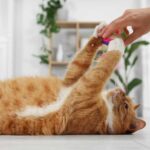 was-katze-zum-spielen-braucht