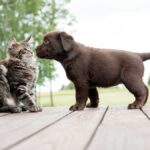 welpe-an-katze-gewoehnen