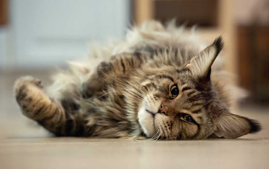 maine-coon-katze