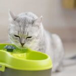 trinkbrunnen-katze