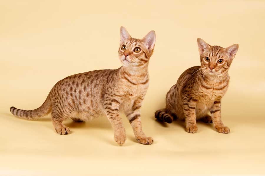 2-ocicat