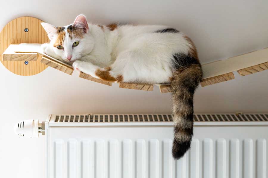 Katze-liegt-auf-Heizung