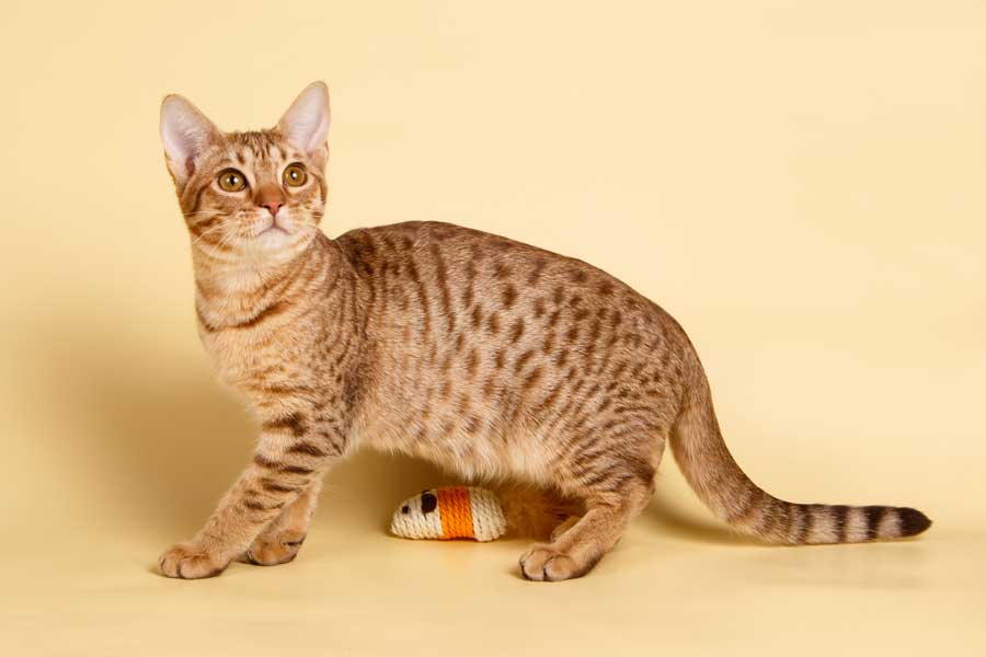 Ocicat-katzenrasse