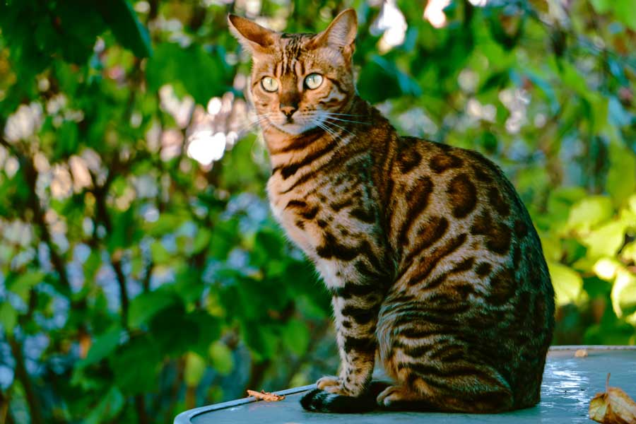 junge-bengalkatze