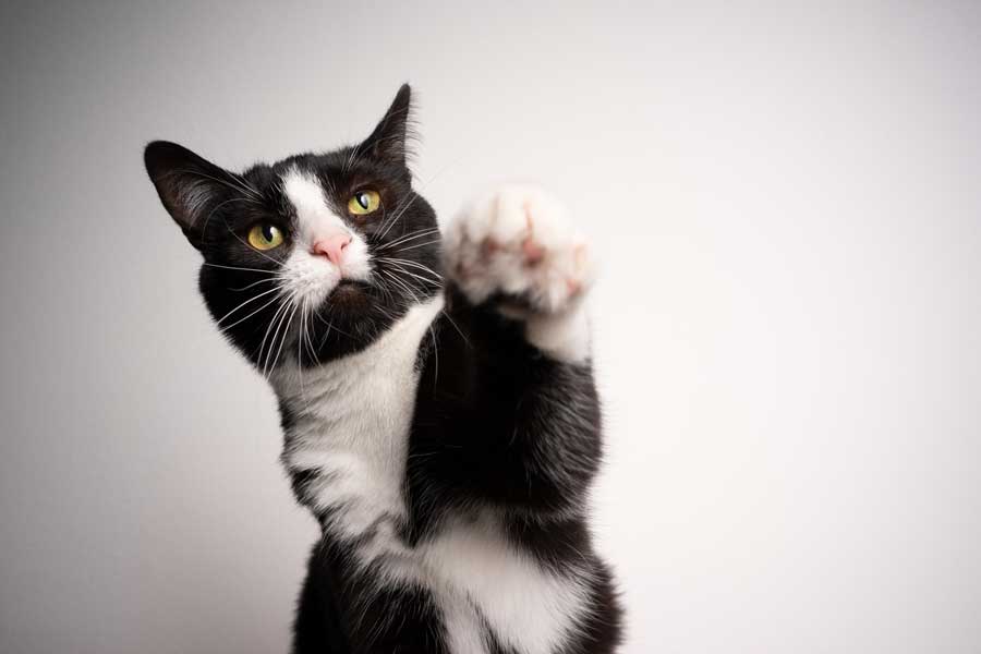 Katzenrasse-Tuxedo-Katze