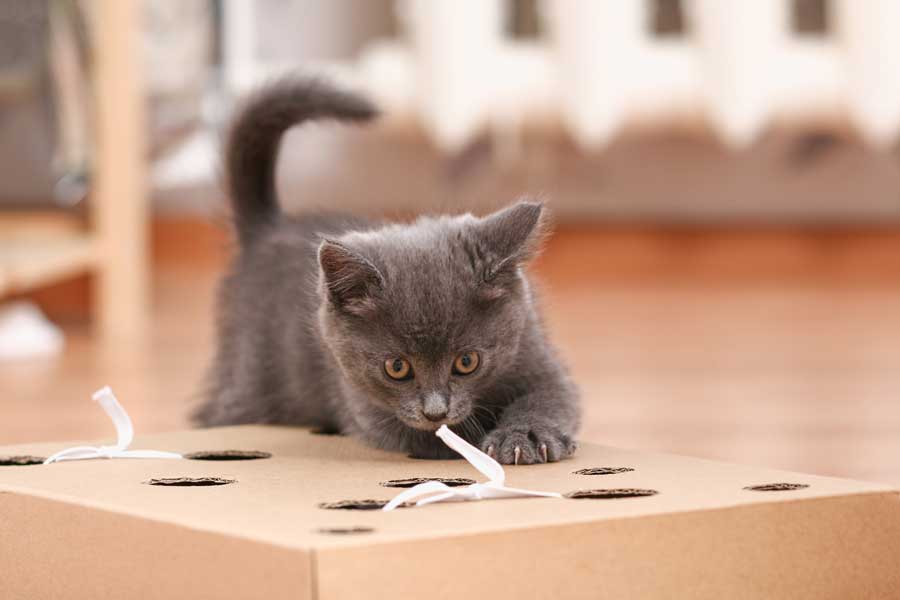 diy-intelligenzspielzeug-katze