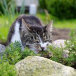 giftige-pflanzen-fuer-katzen