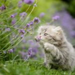 katze-freigang-gewoehnen