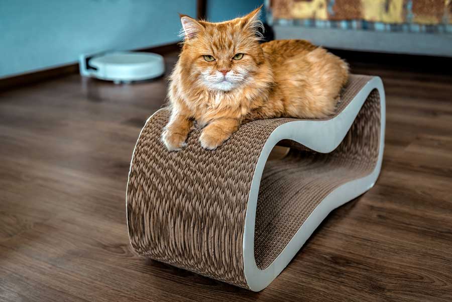 katze-fuehlt-sich-wohl