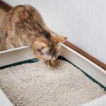 katzenstreu