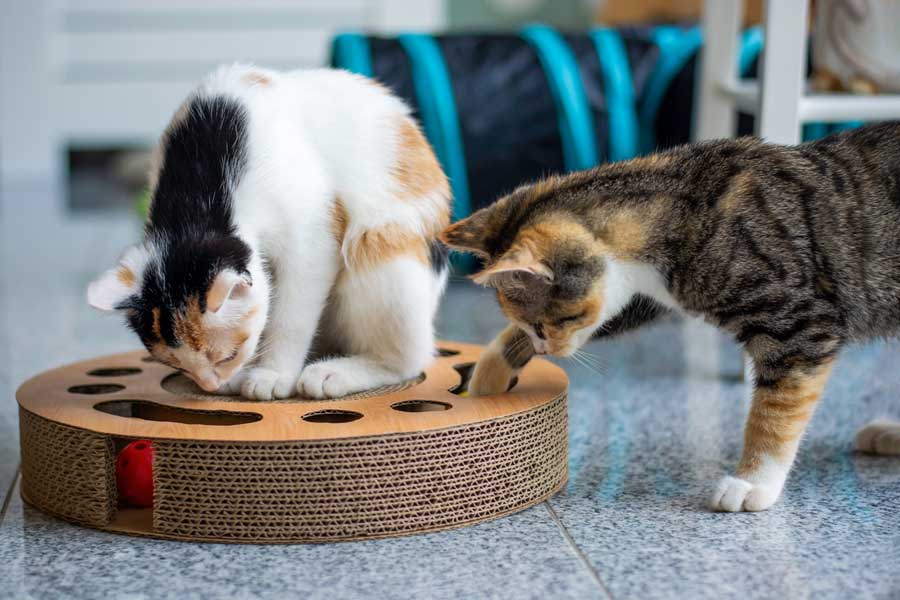 katze-intelligenzspielzeug