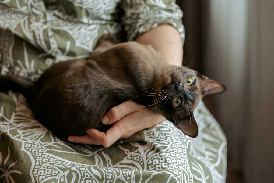 Burmese
