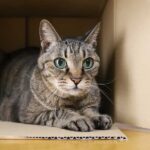 Warum-liegen-Katzen-gerne-auf-Papier