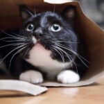 angstkatze