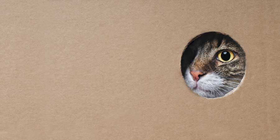 katze-karton-diy