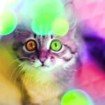 Virtual-Reality--Katzen