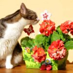 giftige-pflanzen-katze
