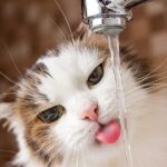 katze-trinkt-viel