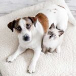 katze-hund-gewoehnen